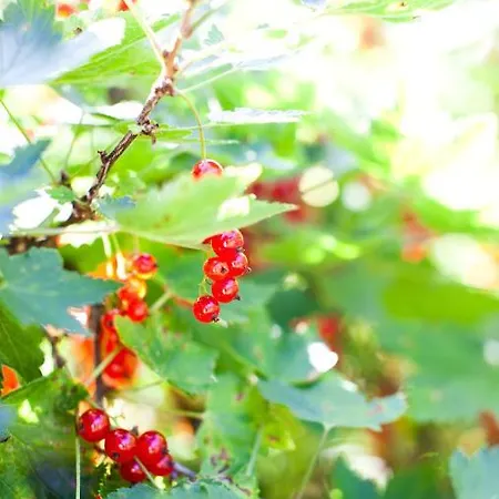 Feriested Naaranlahti